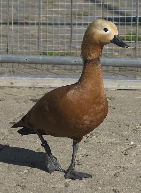 胜负关键性
