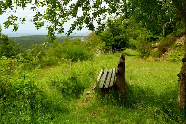 文班亚马的 文班亚马的